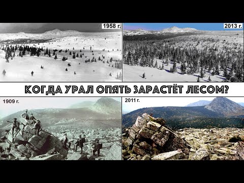 Видео: Почему лес идет в горы Урала. 3 дня с учеными дендрохронологами на Иремеле