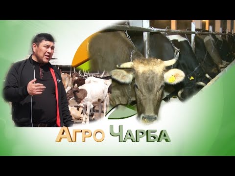 Видео: Асыл тукум малды бордоп, семиртүүдө кандай жаңы технологиялар колдонулууда? | Агро Чарба