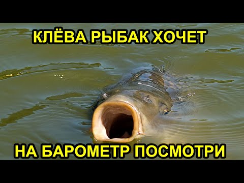 Видео: На барометр смотри сначала ПОТОМ ИДИ НА РЫБАЛКУ