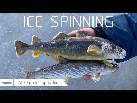 Видео: 10 ноября 2025 г.