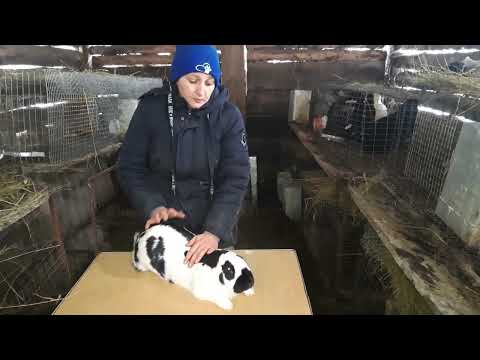 Видео: Выбор кролика на племя. Часть 1.