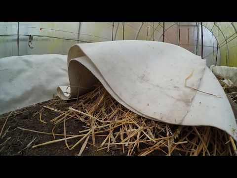 Видео: Рекомендации по укрытию винограда на зиму  Север Беларуси 2017