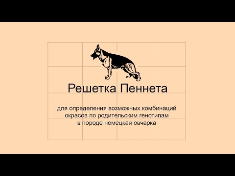 Видео: Решетка Пеннета для определения возможных комбинаций окрасов в породе немецкая овчарка