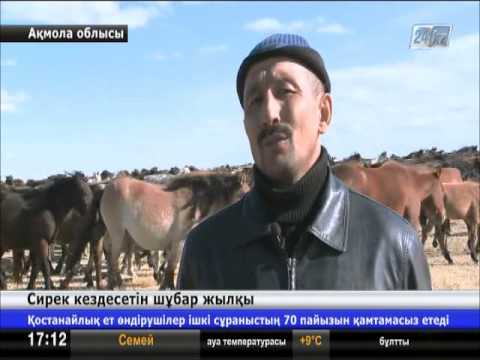 Видео: Ерейментауда сирек кездесетін шұбар жылқылар өсіріледі