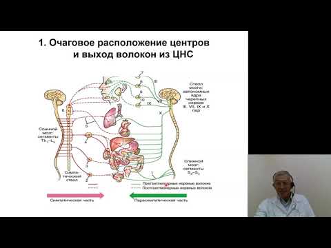 Видео: Нормальная физиология 6.Вегетативная нервная система