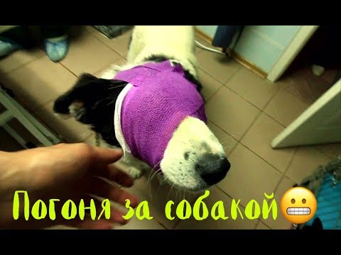 Видео: Погоня за собакой! Слепой пес прыгает с машины.