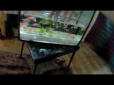 Видео: Разведение Данио от А до Я