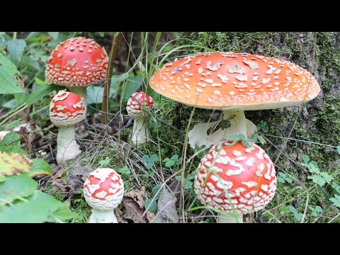 Видео: Мухоморный рай "Деревенщины". Набрал мухоморов и заработал денег.