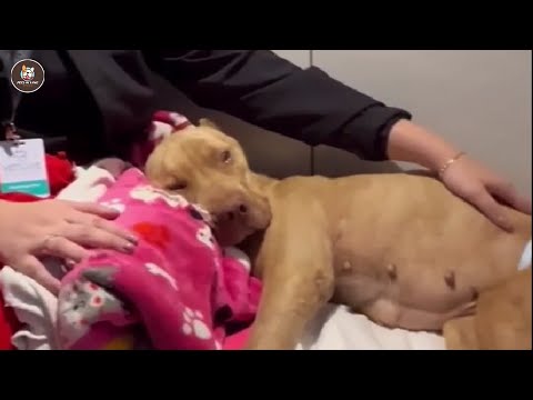 Видео: Оставленная одна ночью на улице, Питти молча плакала, получая последнюю помощь.