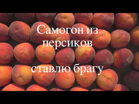 Видео: Самогон из персиков - ставлю брагу