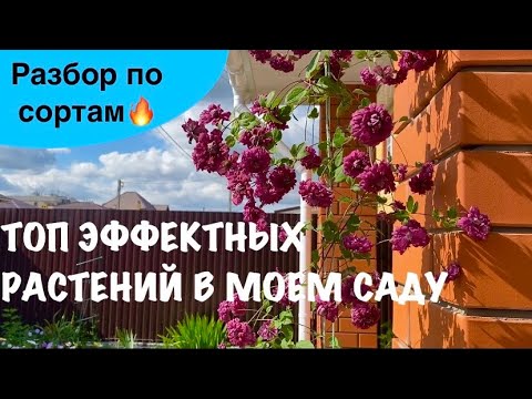 Видео: 🍀 САМЫЕ ЭФФЕКТНЫЕ РАСТЕНИЯ В ЭТОМ СЕЗОНЕ🔥| Разбор растений по сортам| Прогулка пр саду☀️#садснуля 