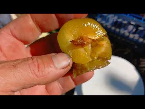 Видео: Пізні сливи в моєму садку.