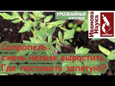 Видео: Смотрите не переборщите! Слишком вкусная подкормка для растений.