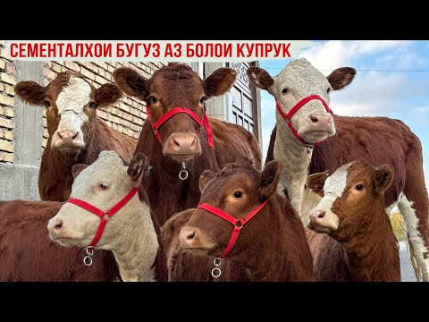 Видео: СЕМЕНТАЛ ВА ЛЕМУЗИНХОИ БУҒУЗ АЗ БОЛОИ КУПРУК 6 ноября 2025 г.