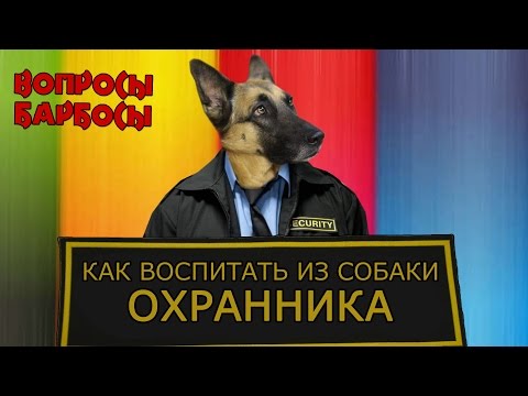 Видео: Как воспитать из собаки охранника.