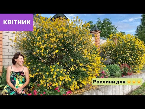 Видео: Як створила КВІТНИК на заздрість всім. Посухостійки рослини