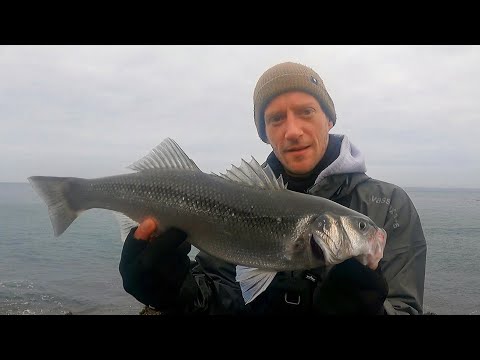 Видео: Если бы так было всегда | Ловля окуня на приманку | Savage Gear Sandeel