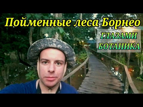 Видео: ПОЙМЕННЫЕ ЛЕСА БОРНЕО — ОБЕЗЬЯНЫ, ПЕЩЕРЫ и ПТИЦЫ / Кинабатанган / Гомантон / Тропики / Джунгли