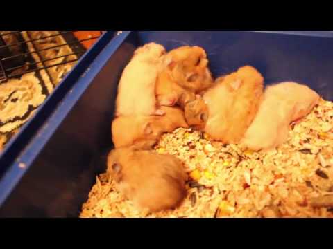 Видео: Уборка в клетках