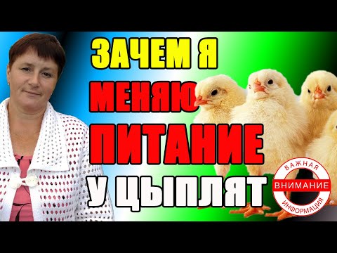 Видео: Зачем я МЕНЯЮ ПИТАНИЕ у цыплят. Кормление двухнедельных цыплят.