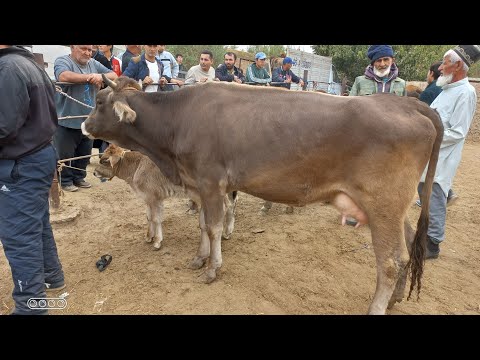 Видео: МОЛБОЗОРИ ШВЕДСАРИЯ  26 октября 2025 г.