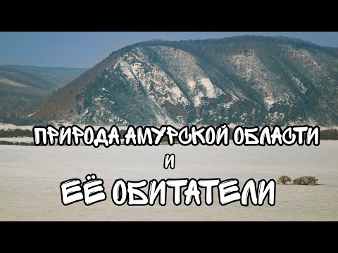 Видео: Любительский Фильм: Природа Амурской области и её обитатели #природа #лес #животные