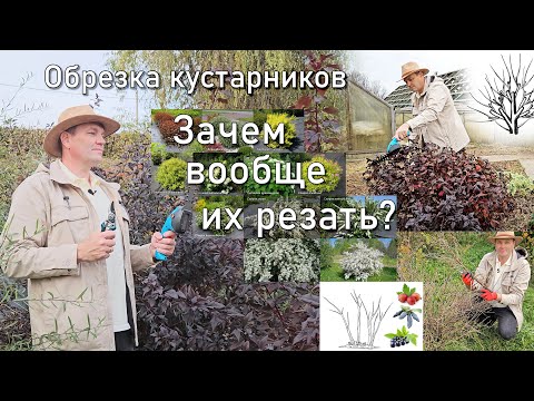 Видео: Обрезка кустарников. Зачем вообще их резать?