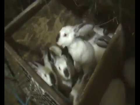 Видео: Сокращение поголовья кроликов .