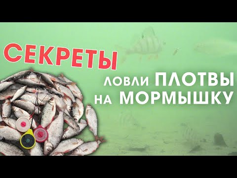 Видео: СЕКРЕТЫ ловли плотвы зимой на мормышку со льда