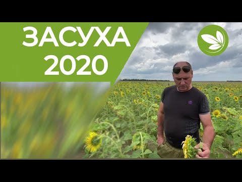 Видео: Как получить урожай подсолнечника в условиях жесткой засухи 2020 🌾🌱 Опыт Сиротина А.А.
