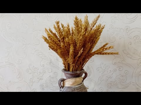 Видео: Отбеливание колосьев  пшеницы,ржи,овса белизной .