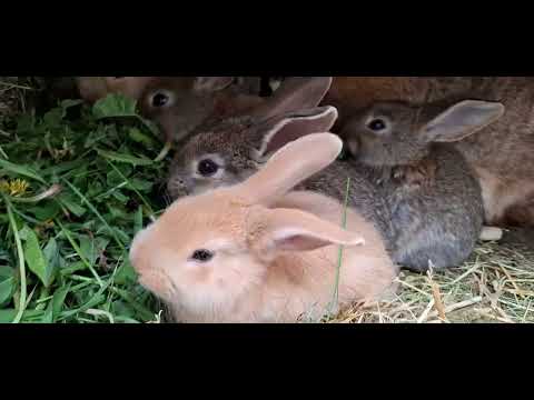 Видео: Кролики на даче.  Крольчата со скоростью ветра кушают одуванчики. Это настоящая любовь!