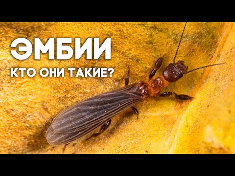 Видео: ЭМБИИ: МЕЖДУ МУРАВЬЯМИ И ТЕРМИТАМИ. ЕЩЁ ОДНИ СОЦИАЛЬНЫЕ НАСЕКОМЫЕ! \\ Димон и пумба