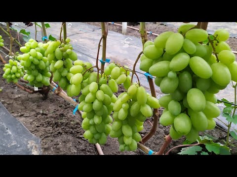 Видео: Виноградный ОБЗОР 2025 г.!!! Часть 1