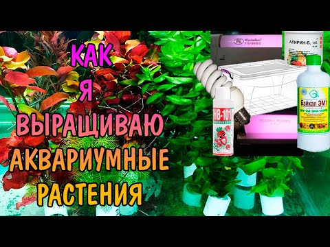 Видео: КАК Я ВЫРАЩИВАЮ АКВАРИУМНЫЕ РАСТЕНИЯ