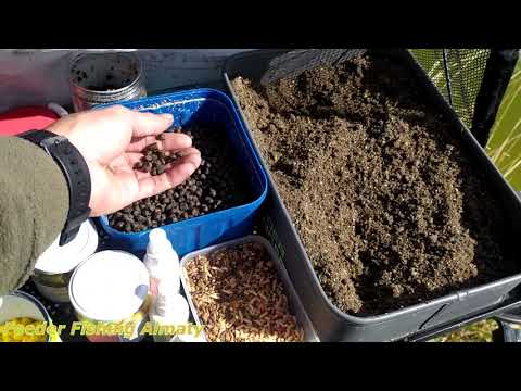 Видео: Рыбалка на фидер. На платнике в Алматинской области