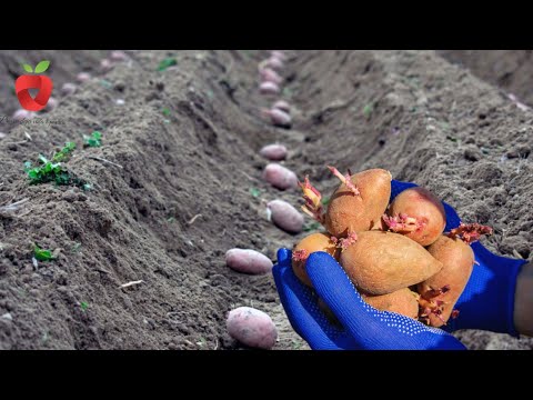 Видео: Пришло время выращивания раннего картофеля – как мы это делаем для обильного урожая!