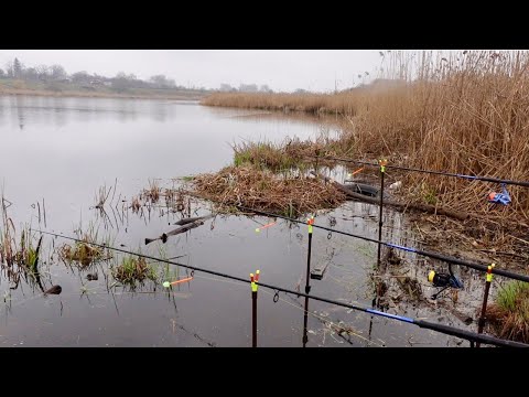 Видео: Здоровенні карасі на пінопласт лупашать один за одним! Замішав нову прикормку! Рибалка на кормачки!