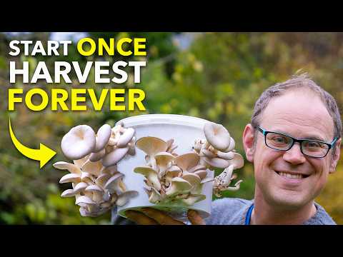 Видео: Как выращивать грибы в ведре