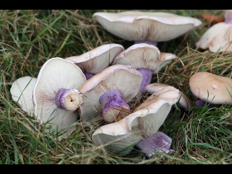 Видео: Синяя ножка - гриб. Рецепт засолки и маринования...
