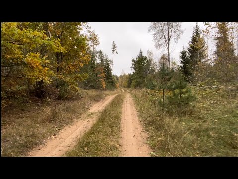 Видео: Осенний лес