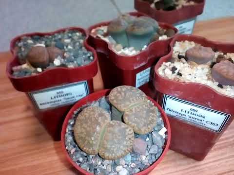 Видео: Lithops. Уход. Содержание. Обзор коллекции. Часть 1.