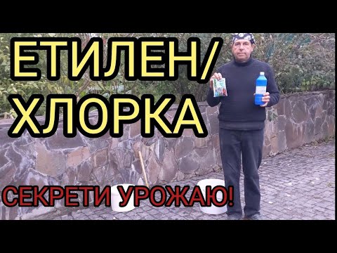 Видео: ЕТИЛЕН: Швидке дозрівання помідорів. Дезінфекція мотузок!