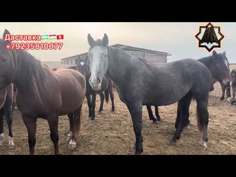 Видео: Г Абакан Дилмурад Хожини Йилқилари. Қулун Тойлар Савдоси Авжида. 04.11.2025 йил