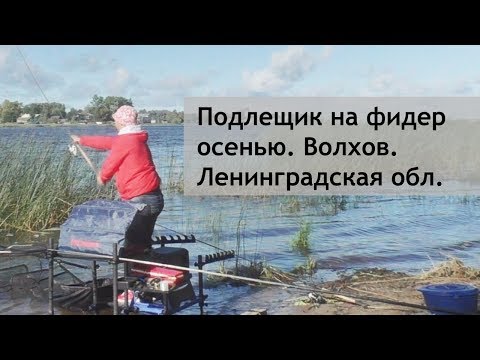 Видео: Подлещик на фидер осенью. Волхов. Ленинградская обл.