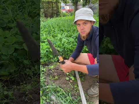 Видео: Копаю копанку полуниці на продаж🤝 Для першого разу результат хороший👌