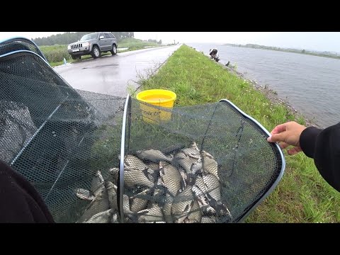 Видео: ЛОВЛЯ ЛЕЩА НА ФИДЕР. ГОРОХ+ПЕРЛОВКА+ПШЕНО=ОТЛИЧНЫЙ УЛОВ. ПОГОДКА ШЕПЧЕТ А НАМ ВСЕ НИ ПО ЧЕМ)))