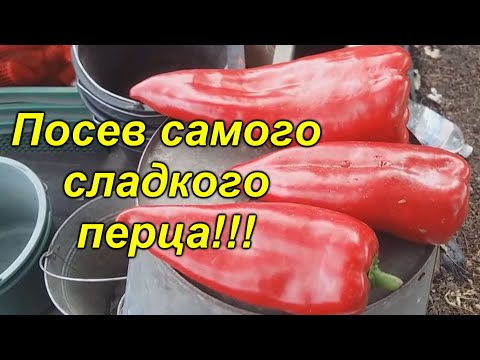 Видео: Посев двух СУПЕР сладких гибридов перца! Слаще этого перца просто нет!