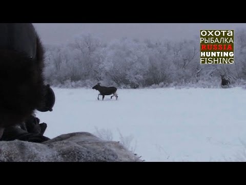 Видео: Охота на лося, 7 лосей вышли на номер!