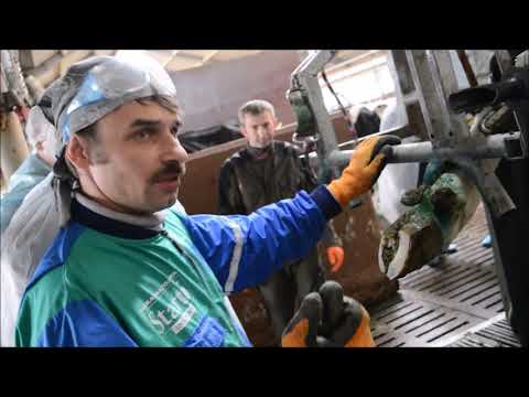 Видео: Практическая часть семинара. Обработка и обрезка копыт КРС